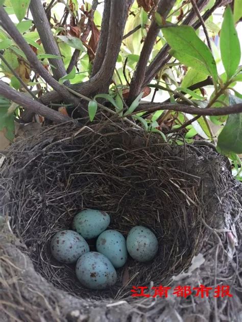 鳥在陽台築巢怎麼辦|野鳥叫聲好滋擾？家中有野鳥築巢怎麼辦？漁護署教你。